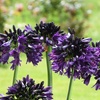Image 3: Agapanthus 'Black Jack' - One, Two or Three  Potted Plants