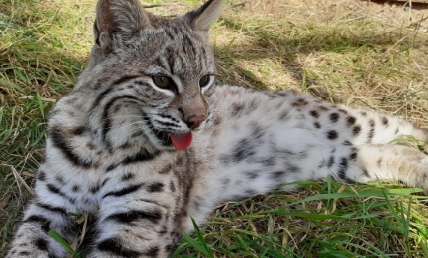 Image 5: ARK Wildlife Park Entrance Tickets – Fun for All Ages