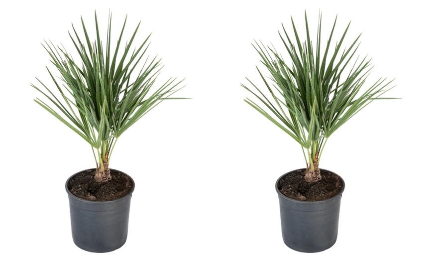Image 3: 1 ou 2 plants de Chamaerops Humilis 