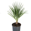 Image 3: 1 ou 2 plants de Chamaerops Humilis 