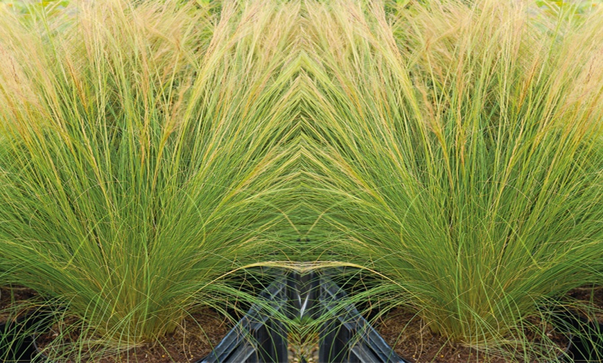 Image 4: Stipa Tenuissima Pony Tail Grass - up to 3 Potted Plants