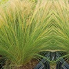 Image 4: Stipa Tenuissima Pony Tail Grass - up to 3 Potted Plants