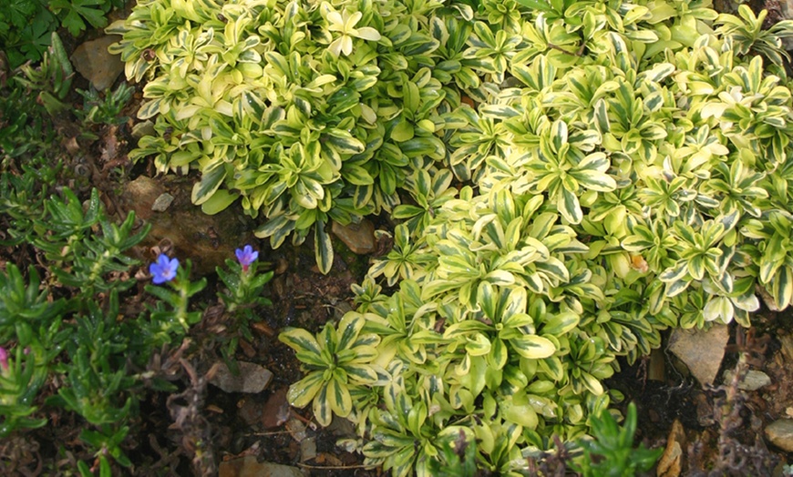 Image 15: Mixed Seasonal Alpine/rockery Plants - Potted or Plug Plants