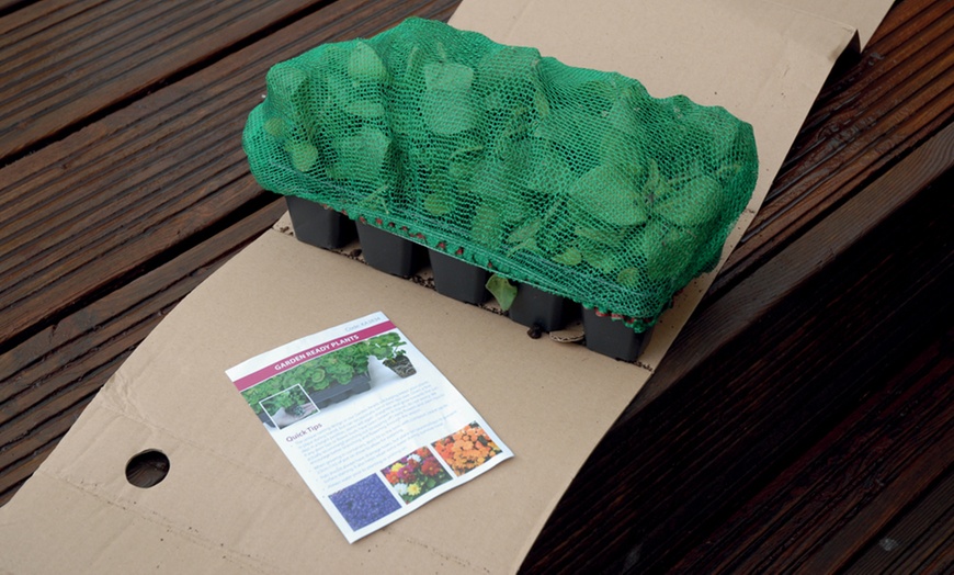 Image 10: 15 Mixed Garden Ready Summer Bedding Plant Collection