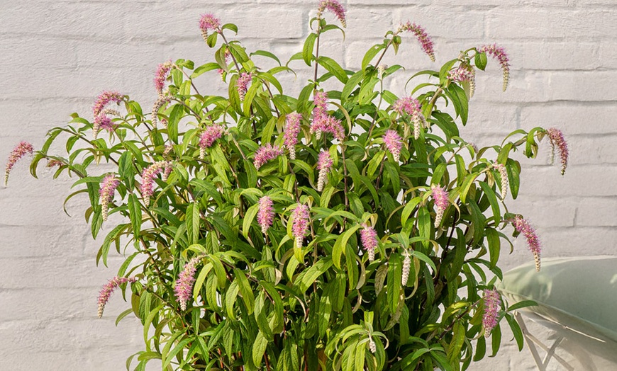 Image 3: Rostrincula Waterfall Buddleia in 3L Pot