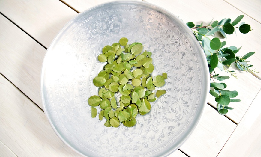 Image 8: Eucalyptus Azura Plants