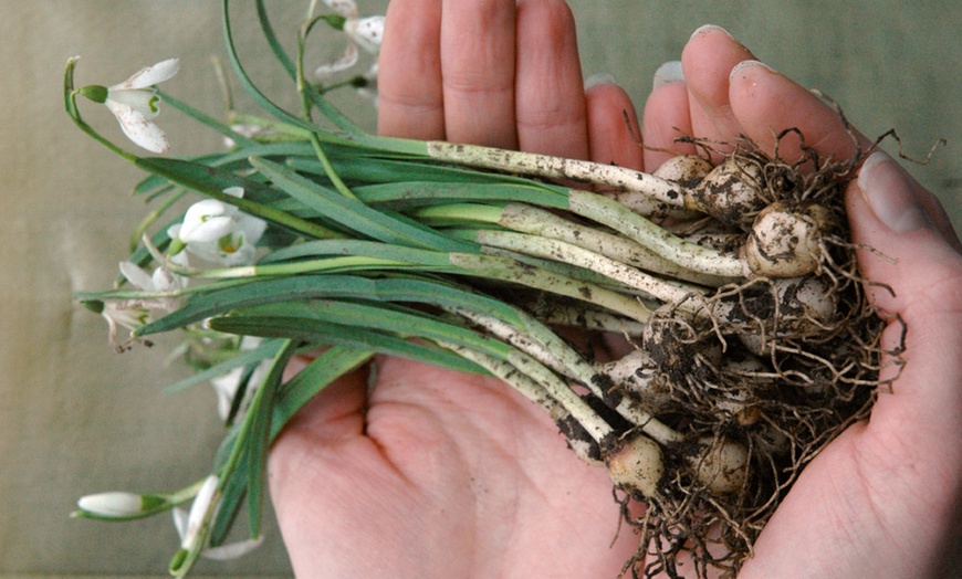 Image 2: Woodland Spring Bulbs In the Green