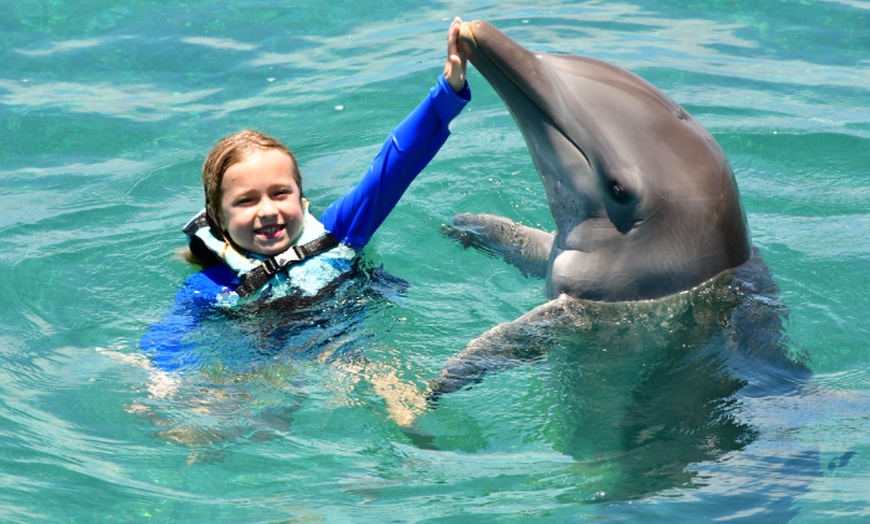 Image 5: Up to 42% Off Dolphin Experiences at Dolphin Discovery