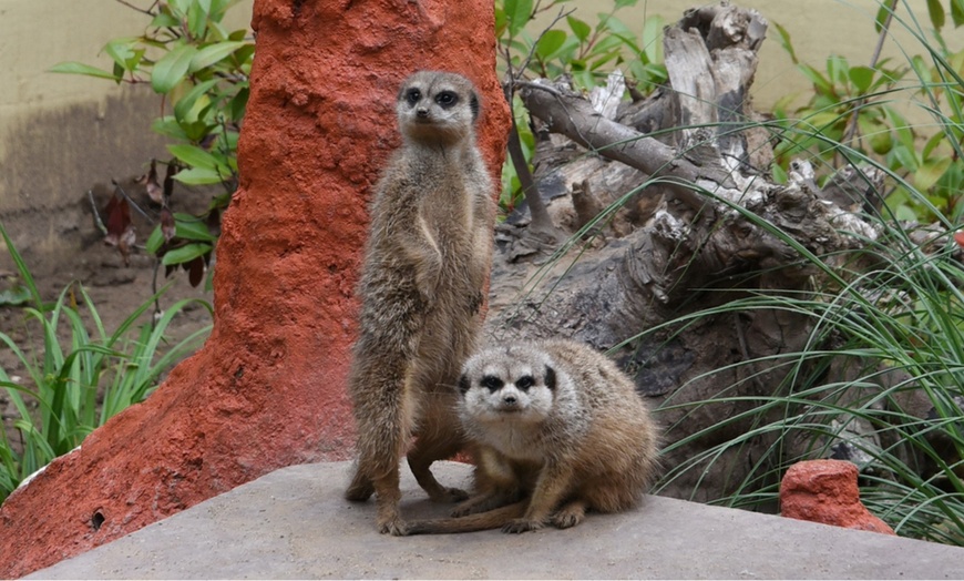 Image 18: Tiergarten Kleve – Ticket für 2 Erwachsene / 1 Kind, gültig bis 09.10.