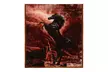 JML Heavy Fleece Blanket,2 Ply Printed Bed Blanket For King Size,85"x93",10Lb - Second Medium