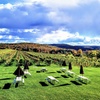 Image 6: Wine Tasting & Summer Jazz Concert Series at Millbrook Winery