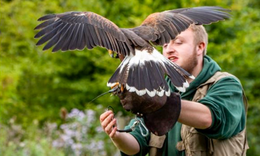 Image 1: Ultimate Birds of Prey Experience at Willows Wildlife Trail, Kent