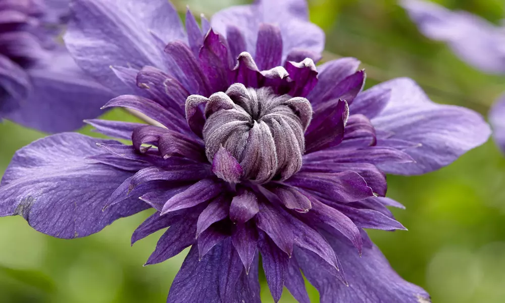 One, Two or Three Clematis Potted Plants