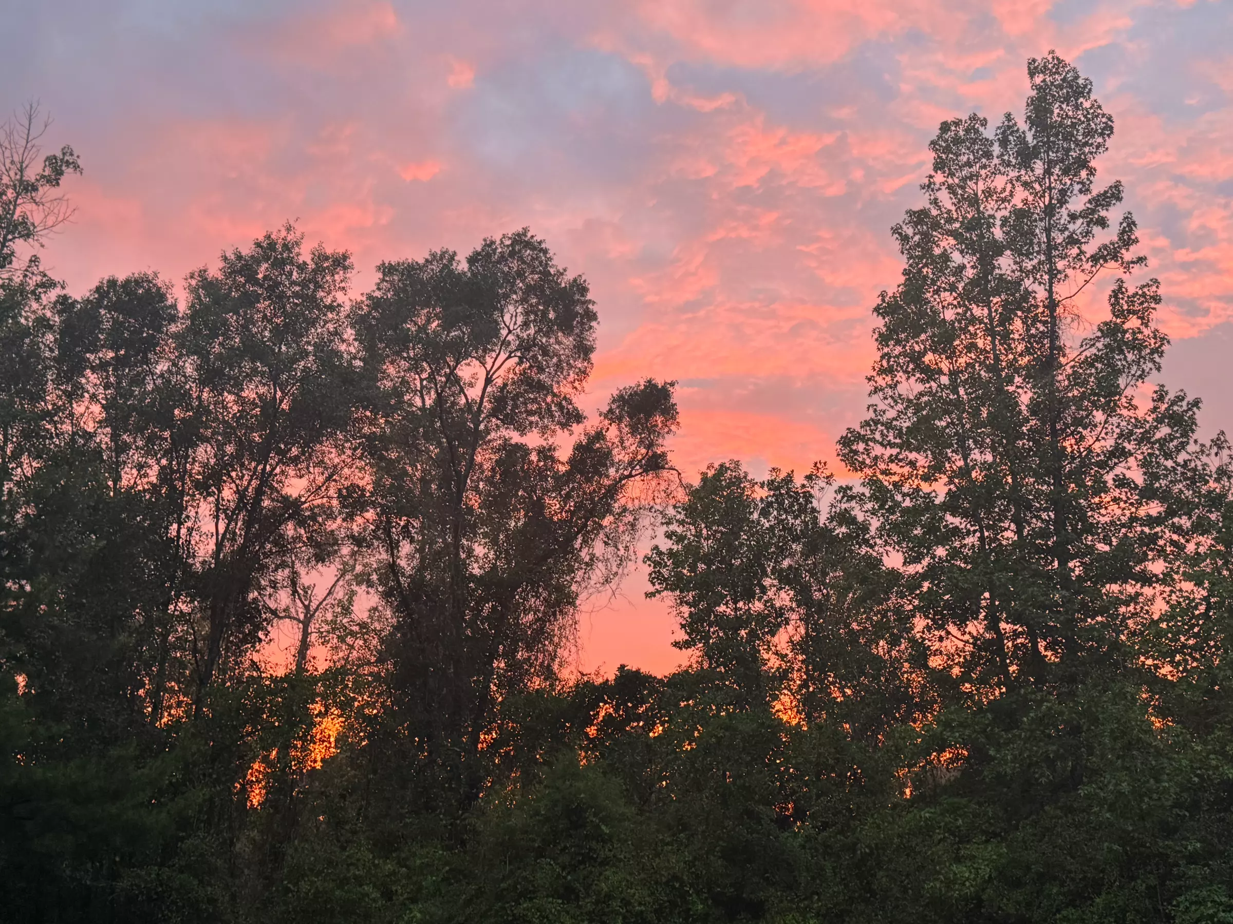 Exclusive Wildlife Adventure: VIP Sunset Tour & Exotic Animal Feeding