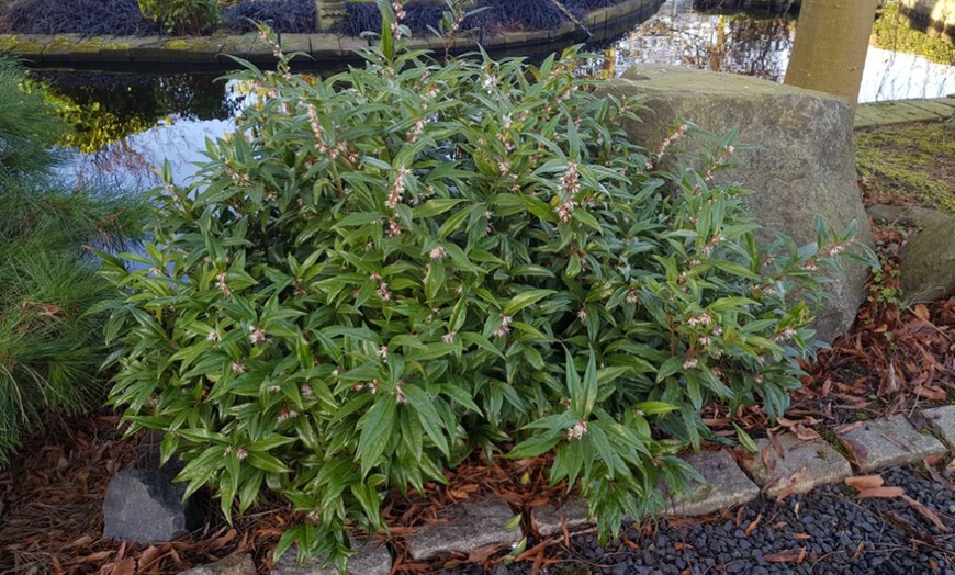 Image 4: One or Two Sarcococca Winter Gem Potted Plants