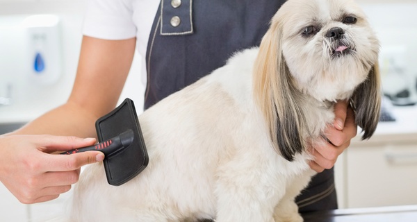 Reliable Grooming image supplied by Groupon