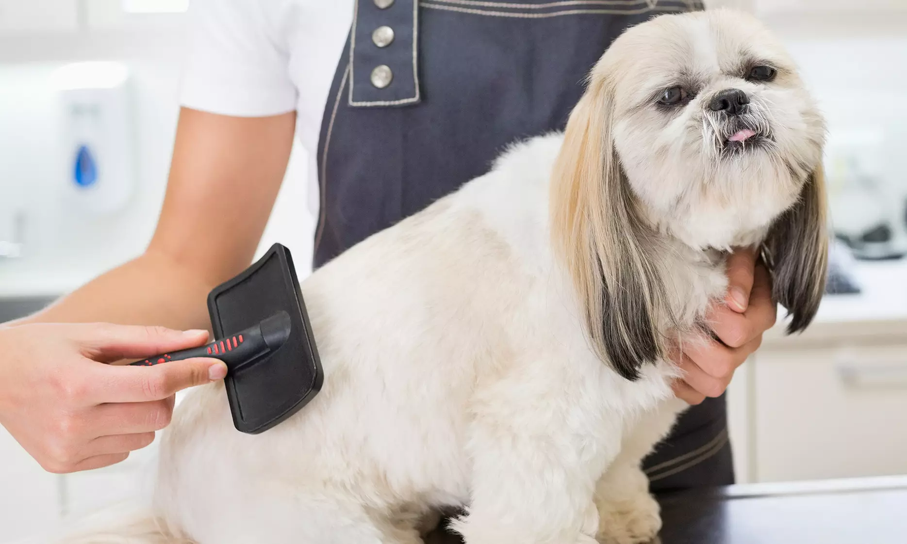 Full Bath Brush, Nail Clipping for Extra Small, Small , Medium, Large Dogs - Up to 58% Off - Primary Image