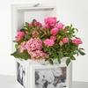 Image 6: Unique Live Plant Gifts FTD.com Same-Day Delivery Up to 55% Off