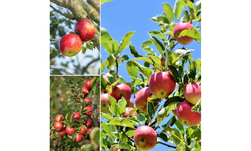 Image 3: Set di 3 alberi di alberi da frutto