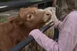 Up to 53% Off on One Hour Petting Animals & Farm Tour for One, Two, or Four at Acres of Joy Ranch - Second Medium