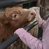 Image 2: Connect with Animals on a Relaxing and Fun Farm Tour