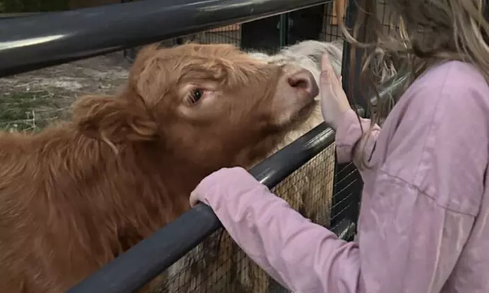 Experience One Hour Petting Animals & Farm Tour for One, Two, or Four