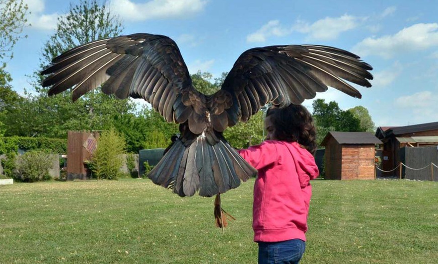 Image 6: Visita più dimostrazione di falconeria