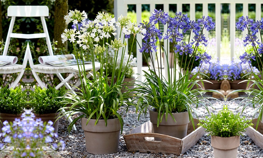Image 1: Agapanthus Collection - 3 or 6 Potted Plants