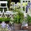 Image 1: Agapanthus Collection - 3 or 6 Potted Plants