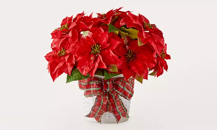 ProFlowers Radiantly Fresh Christmas Flowers and Gifts with Same Day Delivery Up to 64% Off