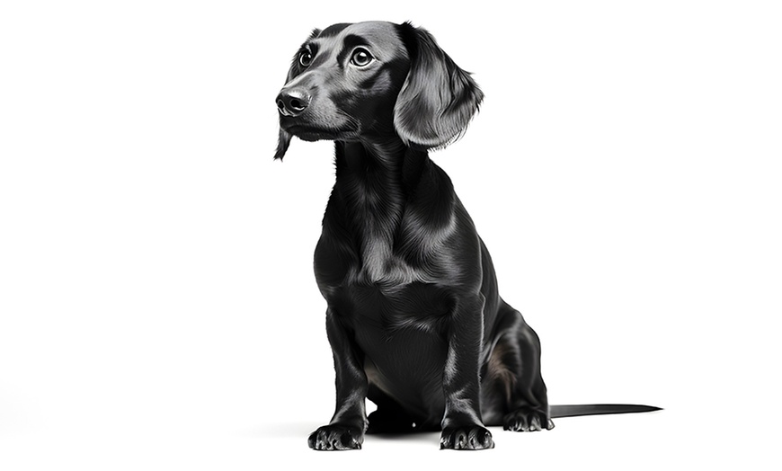 Image 3: Pet & Owner or Family Photoshoot w/ Makeover Options & Images 
