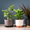Image 7: Air-Purifying Houseplant Collection - 3 or 6 Potted Plants
