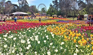 Sydney to Canberra: One-Day Floriade Tour