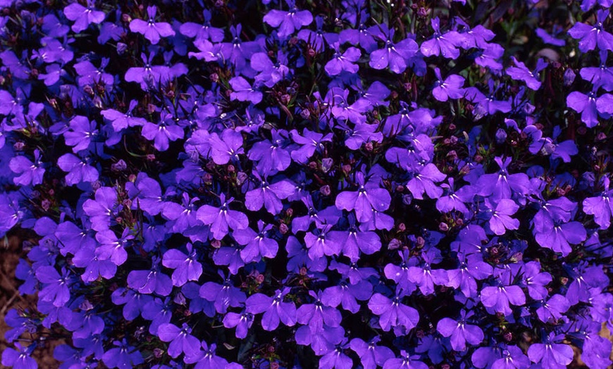 Image 2: Lobelia Crystal Palace Blue Garden-Ready Plants