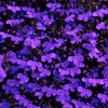 Image 2: Lobelia Crystal Palace Blue Garden-Ready Plants