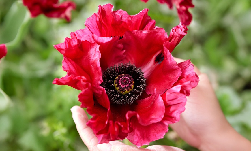 Image 3: One or Three Papaver 'Red Rumble' Oriental Poppy Plants