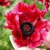 Image 3: One or Three Papaver 'Red Rumble' Oriental Poppy Plants