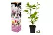 Set de plantas de Magnolia, Susan, Soulangeana, Stellata - Image 5