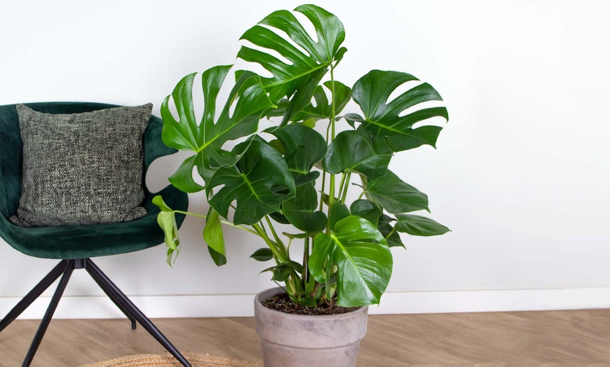 Image 1: 1x oder 2x XL Fensterblatt Pflanze Monstera Deliciosa