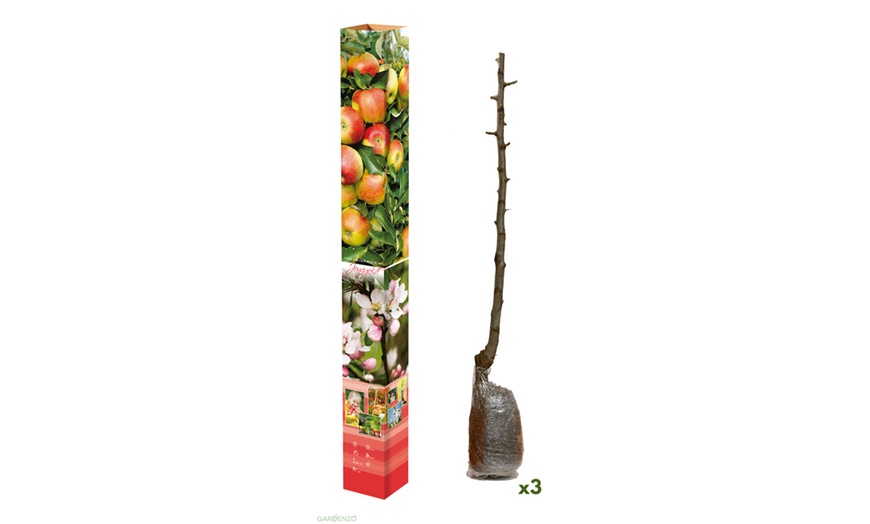 Image 2: Ensemble de 3 arbres fruitiers