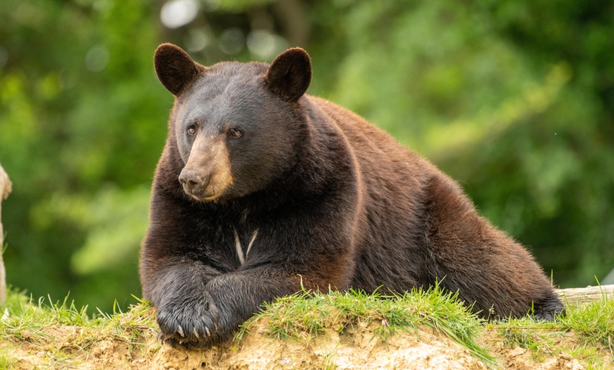 Image 5: Le "plus grand safari de France" : journée d'évasion à Planète Sauvage