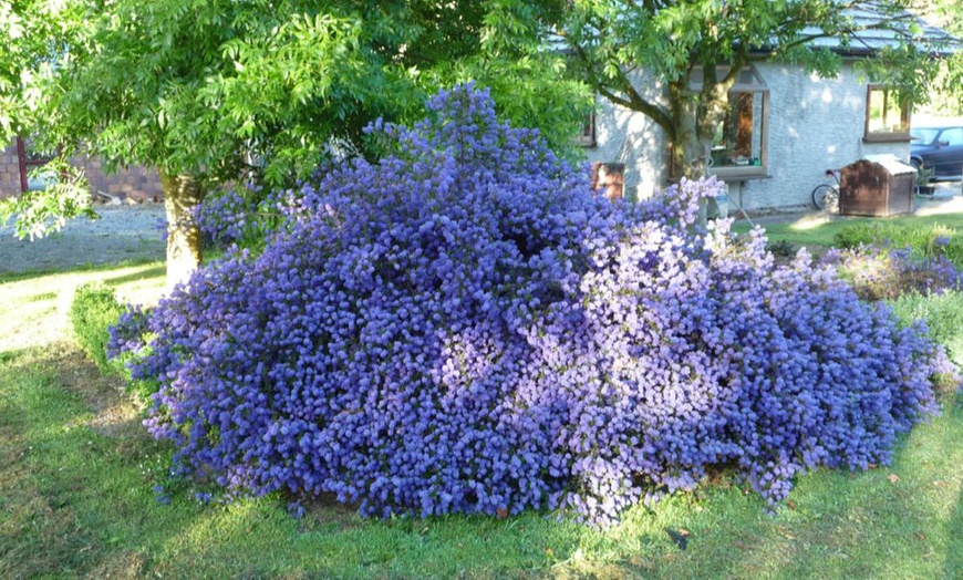 Image 3: One or Three Ceanothus Blue Sapphire Potted Plants