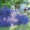 Image 3: One or Three Ceanothus Blue Sapphire Potted Plants