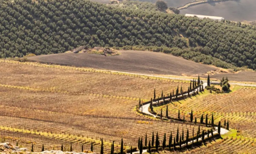 Image 10: Entradas al Museo del AOVE con visita al olivar y cata de aceites