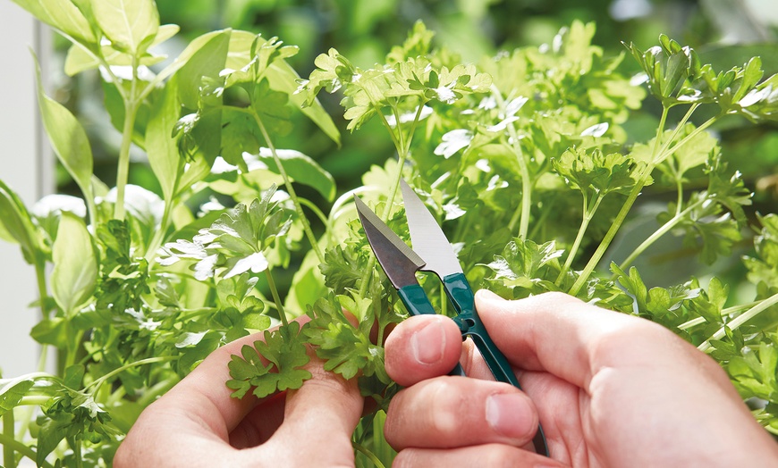 Image 3: Herb Gift Set