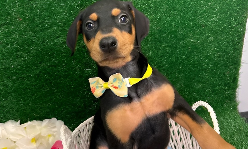 Image 3: Pamper Your Pup With Sanitary Groom & Freshness Packages For All Sizes