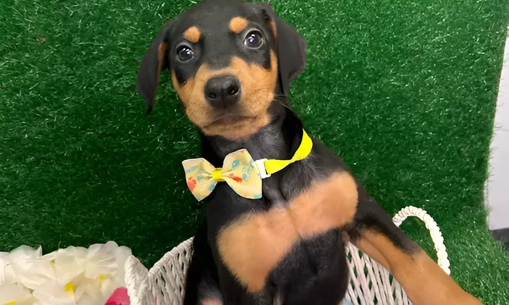 Pamper Your Pup With Sanitary Groom & Freshness Packages For All Sizes