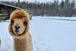 Public Single-Ticket Experience Or Private Walking Alpaca Experience Tour for Up to 20 People (Up to 50% Off) - Second Medium