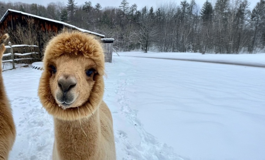 Image 4: Unforgettable Alpaca Walking & Feeding Experience for All Ages