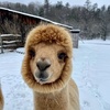 Image 4: Unforgettable Alpaca Walking & Feeding Experience for All Ages